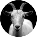 Nicola Valentini profile picture